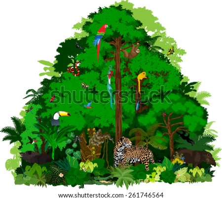Rainforest Butterfly Stock Photos, Images, & Pictures | Shutterstock