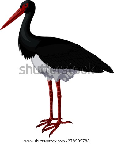 Ciconia Stock Vectors, Images & Vector Art | Shutterstock