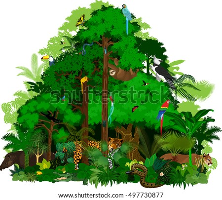 Rainforest Stock Images, Royalty-Free Images & Vectors | Shutterstock