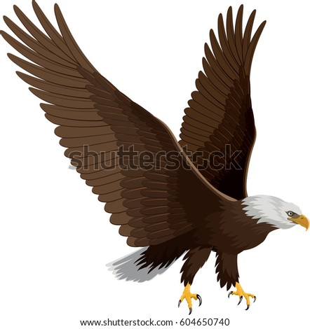Bald Eagle Isolated On White Vector Stock Vector 604650740 - Shutterstock