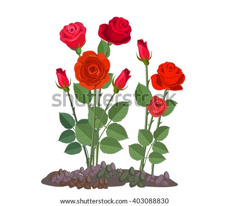 White Garden Rose Bush rose plant stock images, royalty-free images & vectors | shutterstock White Garden Rose Bush rose plant stock images, royalty-free images & vectors | shutterstock