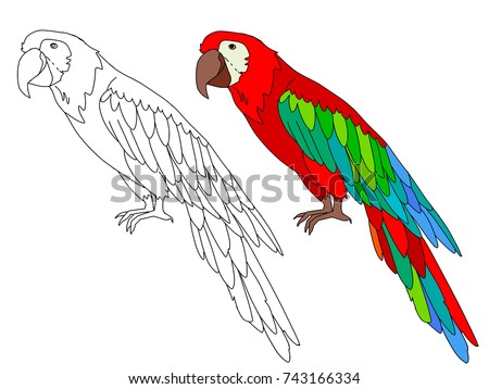 parrot color drawing stock images royalty free images parrot color drawing stock images royalty free images