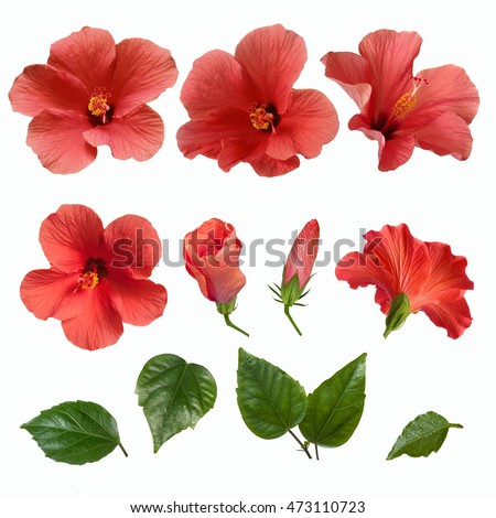 set bright large pink hibiscus flowers stock photo royalty free hibiscus flowers
