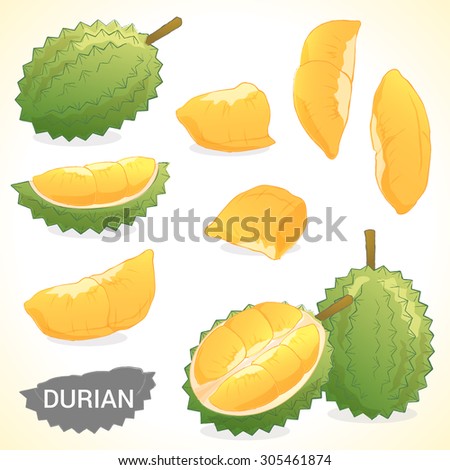 Set of durian in vector and various style