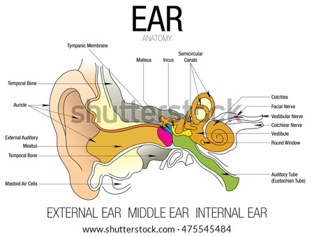 Vector Human Ear Anatomy Classification Outer Stock Vector 526857937
