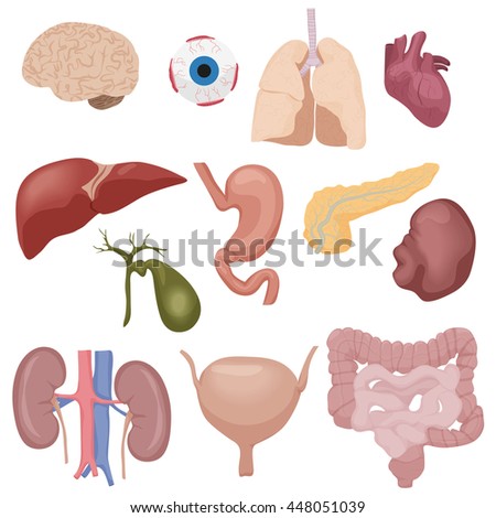 Human Body Internal Parts Organs Set Vector de stock (libre de regalías