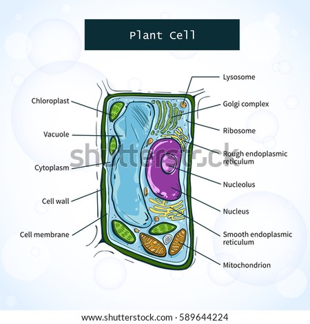 Illustration Plant Cell Stock Illustration 371831098 - Shutterstock