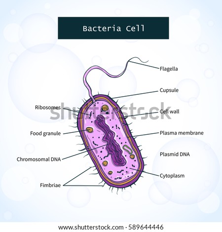 Structure Bacteria Cell Vector Illustration Stock Vector 589644446 ...