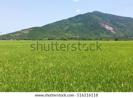 Paddy rice field with mountain background in Dong Thap province, Mekong Delta, southern Vietnam.