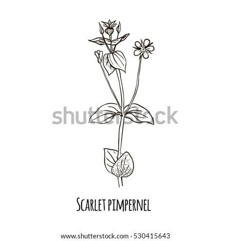 Sketch Scarlet Pimpernel Hand Drawn Botanical Stock Vector 530415643 ...