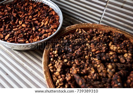 The Famous Coffee Kopi Luwak In Bali Procedure To Make The Famous Coffee Kopi Luwak In Bali Procedure To Make