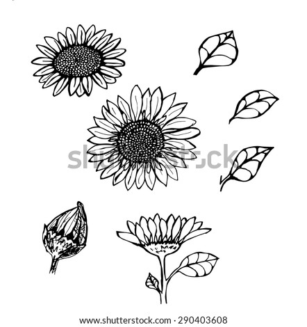 Download Sunflower Black And White Stock Images, Royalty-Free ...