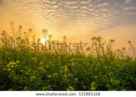 Flower reform at Thai Binh, Viet Nam