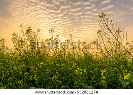Flower reform at Thai Binh, Viet Nam