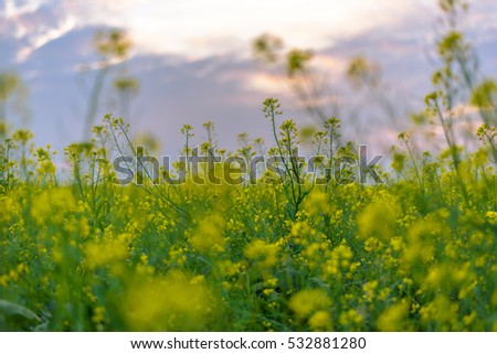 Flower reform at Thai Binh, Viet Nam