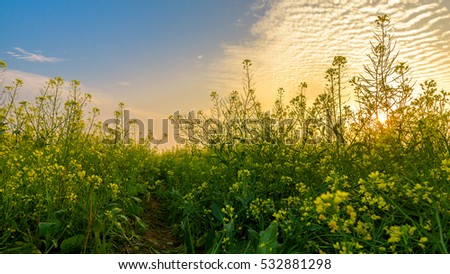 Flower reform at Thai Binh, Viet Nam