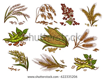 plants rice wheat buckwheat vector cereals grain isolated ears spelt oat legume corn farm millet shutterstock rye seeds symbols dried