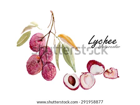 Lychee or Lichi .Hand drawn watercolor painting on white background .Vector illustration