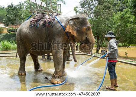 NHA TRANG, VIETNAM - JUNE 23, 2016: The asian man worker of a zoo washes an elephant from a hose before an excursion