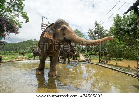 NHA TRANG, VIETNAM - JUNE 23, 2016: Elephant is stretching the trunk in a zoo. Hot summer day in the tropical jungle