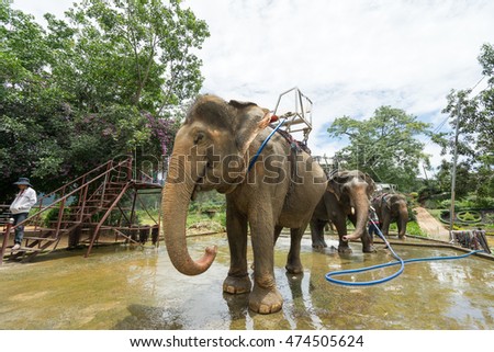 NHA TRANG, VIETNAM - JUNE 23, 2016: The asian man worker of a zoo washes elephants from a hose before an excursion