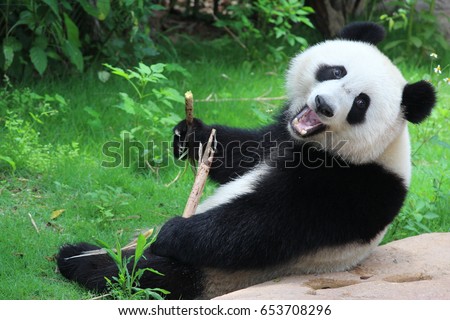 happy panda images