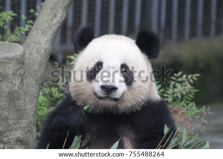 Panda And Cub Children S Clothing Panda And Cub Children S Clothing