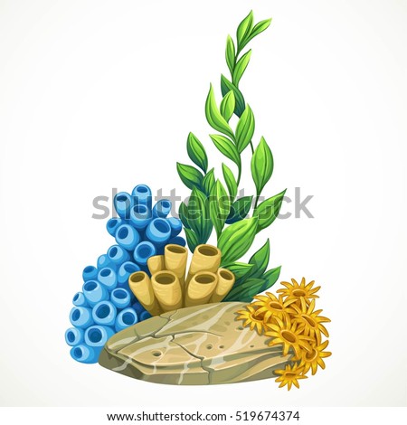 Marine algae, sponges and anemones growing on a rock sea life object isolated on white background