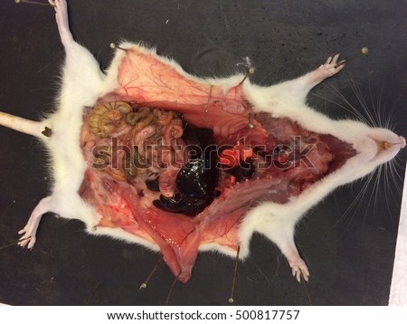 Animal Internal Organ Stock Images, Royalty-Free Images & Vectors