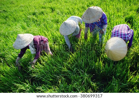 TIEN GIANG, VIETNAM - 21 FEB, 2016: The Farmer in green rice fields. Mekong delta of Vietnam
