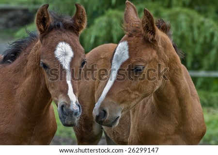 Baby Horses Stock Photo (Royalty Free) 26299147 - Shutterstock