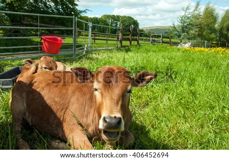 Laughing Cow.