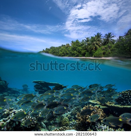 Ocean Life Stock Images Royalty Free Images Amp Vectors