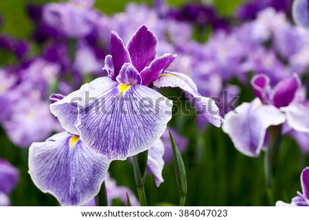 Image result for iris