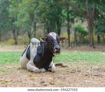 Black and white laughing cow on a farm.