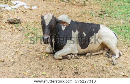 Black and white laughing cow on a farm.