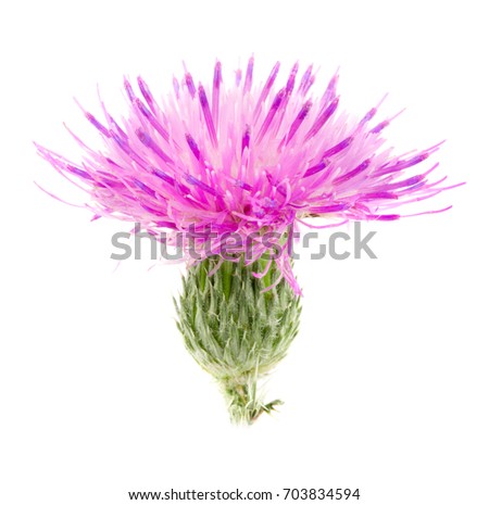 Thistle Stock Images, Royalty-Free Images & Vectors | Shutterstock