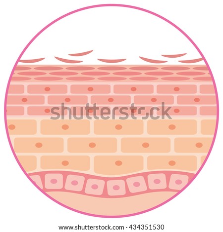 Sectional View Epithelium Skin Cells Stock Illustration 434351530 ...