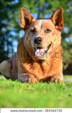 australian shepherd red heeler mix red heeler stock images royalty free images u0026 vectors shutterstock australian shepherd red heeler mix red heeler stock images royalty free images u0026 vectors shutterstock