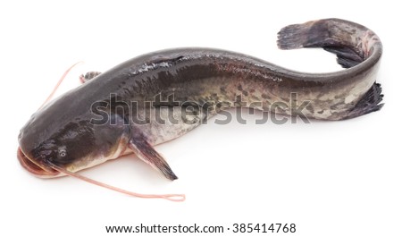 Catfish Stock Images, Royalty-Free Images & Vectors | Shutterstock