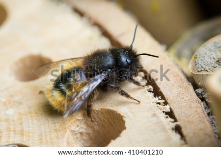 Bộ sưu tập Côn trùng - Page 45 Stock-photo-osmia-cornuta-a-specie-of-solitary-bees-on-a-wooden-nesting-site-410401210