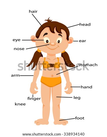 Vocabulary Worksheet Parts Body Stock Vector 104517467 - Shutterstock