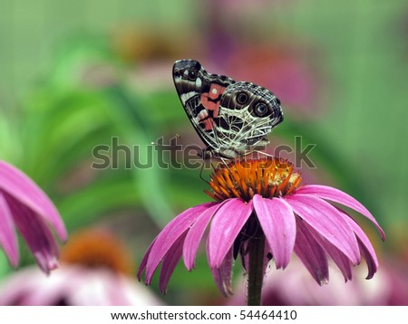 Purple And Green Butterfly Flying Stock Images, Royalty-Free Images ...