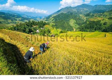 Vietnamese farmers are harvesting rice in terraced rice field in Sapa, Vietnam