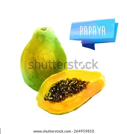 Vector hand drawn watercolor painting fruit papaya on white background.