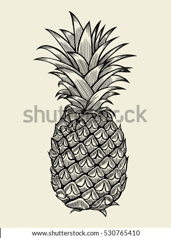 Pineapplefruit. Hand drawn vector sketch on beige
