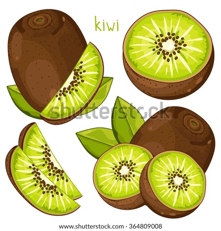 Kiwi isolated vector on white background