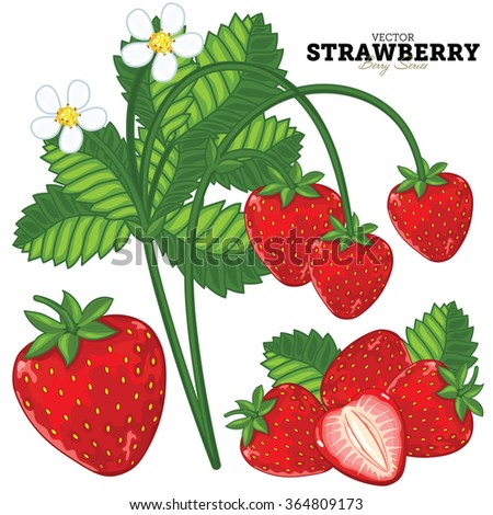 Ripe strawberry vector isolated on white background. Strawberry leaves with strawberry slice closeup natural delicious vector illustration.