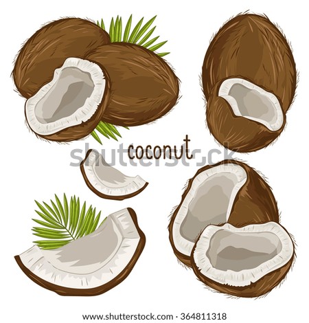Coconut isolated closeup vector illustration with coconut leaves on white background