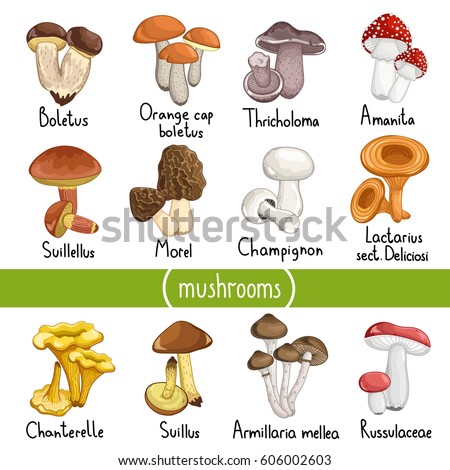 different types of mushrooms essay Papers - different types of mushrooms title length color rating : essay on toadstool- amanita muscaria - everyone knows toadstools to be the mushrooms that the smurfs use to live up under. different types of mushrooms essay Papers - different types of mushrooms title length color rating : essay on toadstool- amanita muscaria - everyone knows toadstools to be the mushrooms that the smurfs use to live up under.